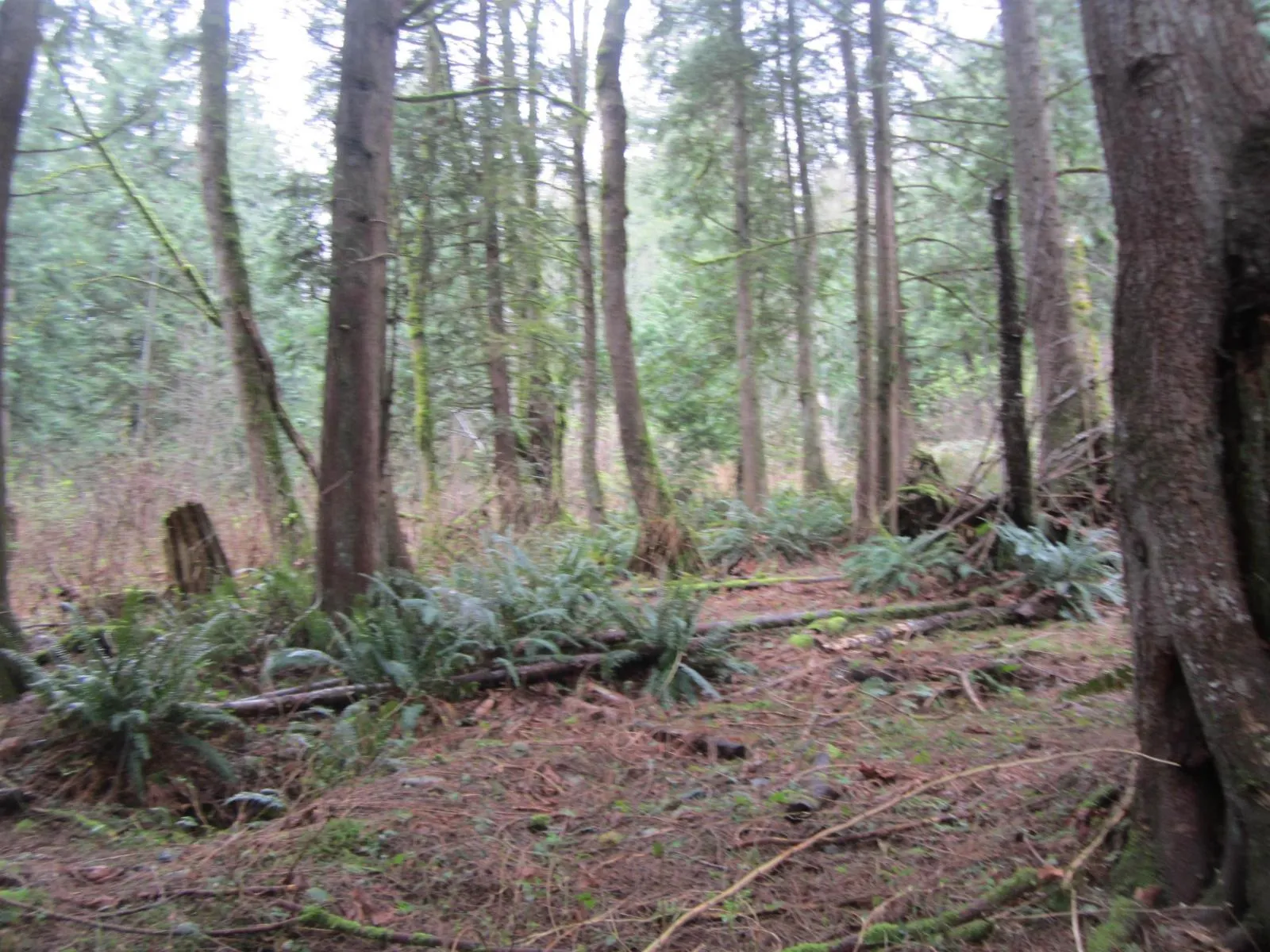 Acreage at 11121 BARNES ROAD — photo 4 of 33
